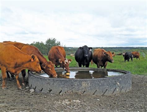 Check the quality of the water for your pasture cattle