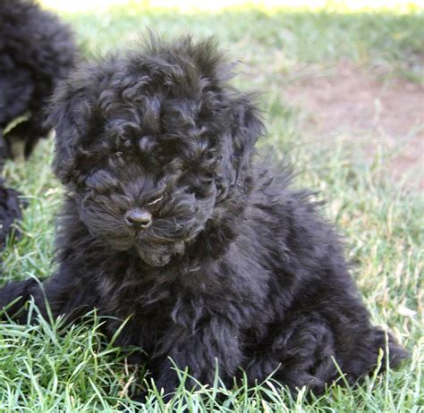 Looking for a Puli Puppy – Puli Club of America