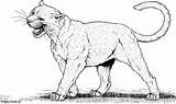 Awesome Panther coloring Page sketch template