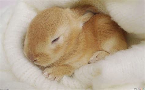 Cute Bunny Wallpapers - Wallpaper Cave