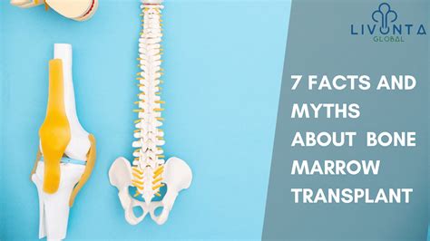 7 Facts And Myths About Bone Marrow Transplant - Livonta Global Pvt Ltd