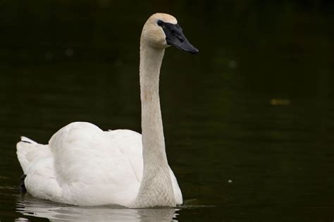 Trumpeter Swan - Profile | Facts | Size | Call | Eggs | Fly | Range ...