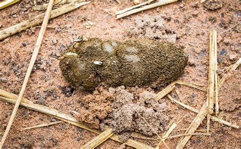 Goat Manure Spontaneous Combustion: It's A Thing - Modern Farmer