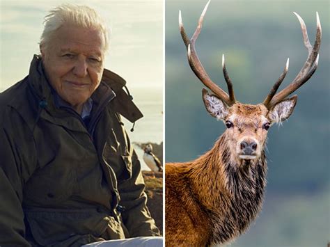 Wild Isles showcases 'powerful spectacle' of red deer stags in Killarney | Newstalk