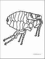 Clip Art Insects Flea Coloring Page – Abcteach sketch template