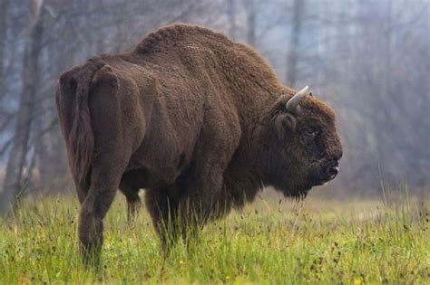 Wisent - European Bison Or Wisent New Forest Wildlife Park - American heritage® dictionary of ...