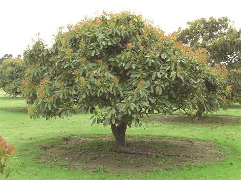 Avocado Tree Care - How To Care For Avocado Trees | The Tree Center™