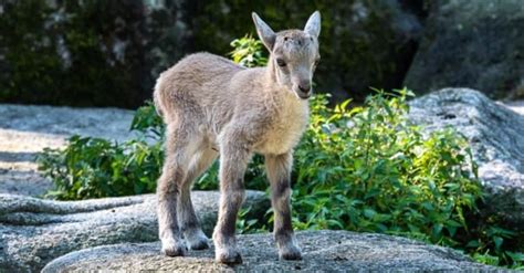 Ibex Pictures - AZ Animals