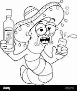 Tequila Worm Drinking A bottle Of tequila Vector Black And White  sketch template