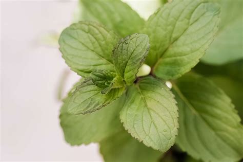 How to Grow and Care for Chocolate Mint