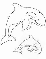 Orca Killer Whale Coloring Page Abc Worksheet sketch template