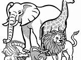 WILD ANIMALS Coloring Sheets 3  Teaching Resources sketch template