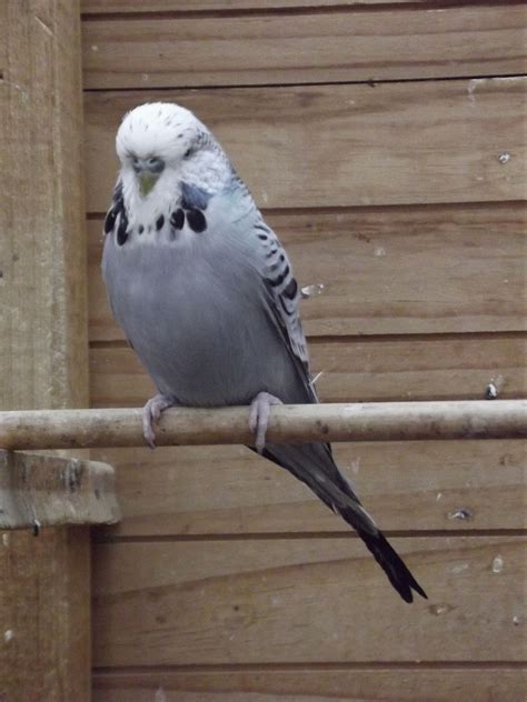 Budgie | Periquito australiano