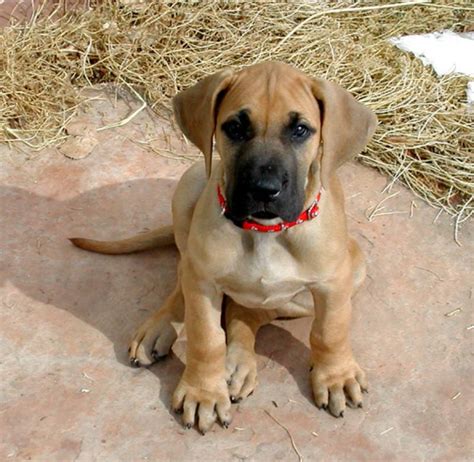 Brown Great Dane Puppies | PETSIDI