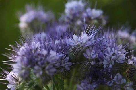 How To Grow Phacelia - A Beneficial Native Plant - Farmhouse & Blooms