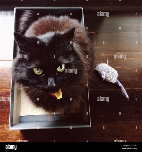 Black cat in shoe box after killing toy mouse Stock Photo - Alamy