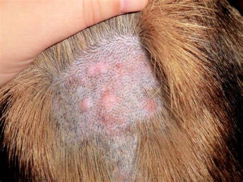 Pyoderma in Dogs | The Munch Zone