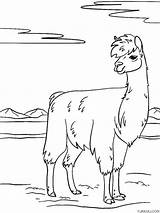 Lama Coloring Page » Turkau sketch template
