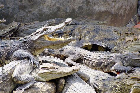 Adult crocodile with gaping jaws Long Xuyen Crocodile Farm, Mekong Delta, Vietnam Photos | Adobe ...