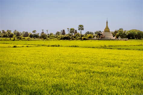 The Myanmar Government announces Standard Operation Procedures for contract farming ...