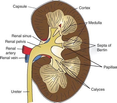 Calyces Definition Anatomy - Anatomy Reading Source