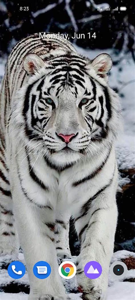 White Tiger Wallpaper Hd APK for Android - Download