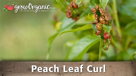 How to Treat Peach Leaf Curl in Your Organic Orchard - YouTube