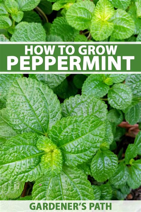 How to Grow and Care for Peppermint Plants | Gardener’s Path