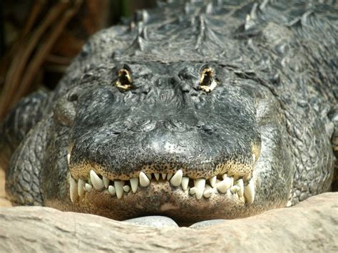 Free photo: Alligator, Tooth, Reptile, Predator - Free Image on Pixabay - 959261