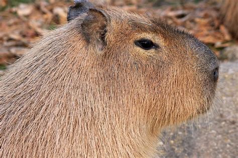 C is for Cool Capybara Facts : A-Z Collection of Animals