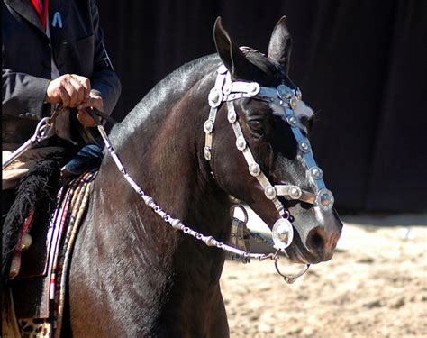 Criollo Horse Info, Origin, History, Pictures