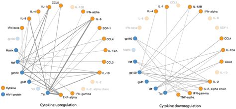 Cytokine regulation networks. These networks represent the pattern of... | Download Scientific ...