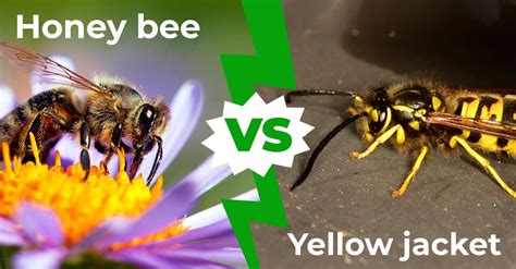 Wasp Vs Bee Vs Hornet Vs Yellow Jacket