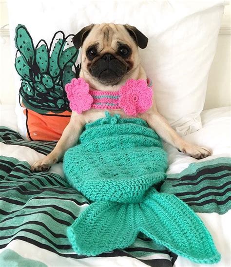 Spending this Sunday with my cozy and warm mermaid blankie 🧜🏼‍♀️💕☕️ | Cute pugs, Cute dogs, Baby ...
