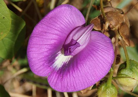 Centrosema pubescens (Fabaceae) image 115988 at PhytoImages.siu.edu