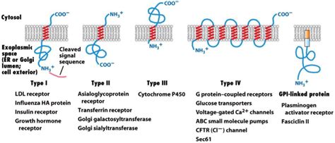 27. Protein targeting and vesicular transport of proteins – greek.doctor