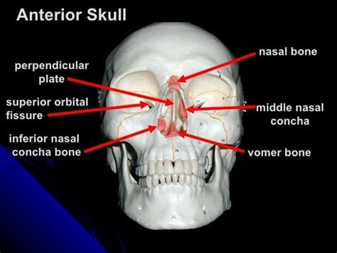 Ethmoid Bone Flashcards | Quizlet