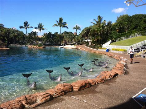 Animal Activists Sabotage SeaWorld Gold Coast's Dolphin Show