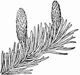 Bristlecone Pine Tree Coloring Page Pages sketch template