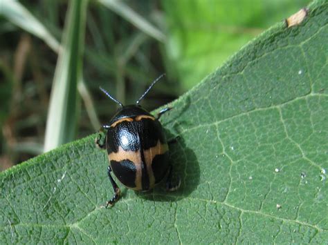 dogbane leaf beetle Archives - reinsteinwoods.org