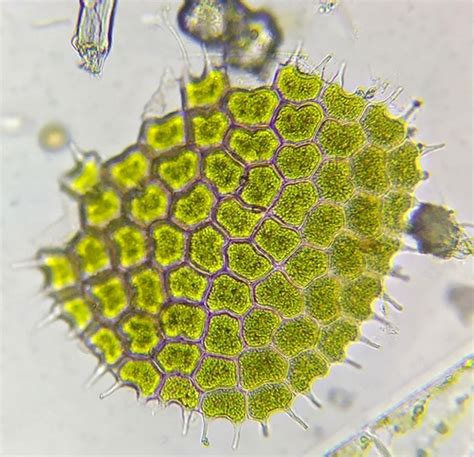 Genus Pseudopediastrum · iNaturalist