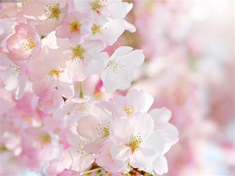 #sakura1 | Flowers, Flowers photography, Beautiful flowers