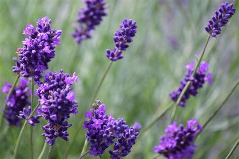How to Prune Lavender Plants