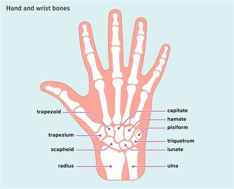 An Easy Guide to the Bones of the Hand and Wrist