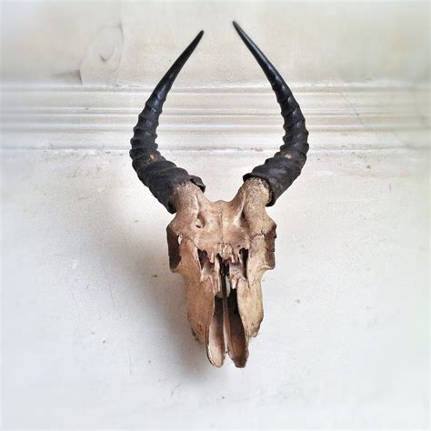 Antelope skull | 363/365 | Portfolio | Blog | Twitter | Goog… | Flickr