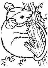 Possum Coloring Pages Animals Color Birthday Printable Kids Opossum  sketch template