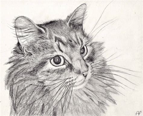 Cat Pencil Drawing by Mintimelon on DeviantArt