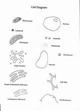 Printable Cell Coloring Page sketch template