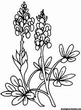 Bluebonnet Coloring Page Free  Blue Bonnets Flower coloring Pages sketch template