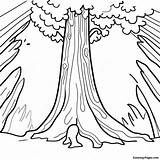 Tall Redwood Tree Coloring Page  Pagescom sketch template